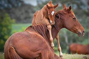 A professional rider on a horse